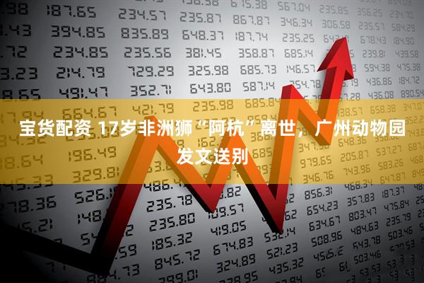宝货配资 17岁非洲狮“阿杭”离世，广州动物园发文送别